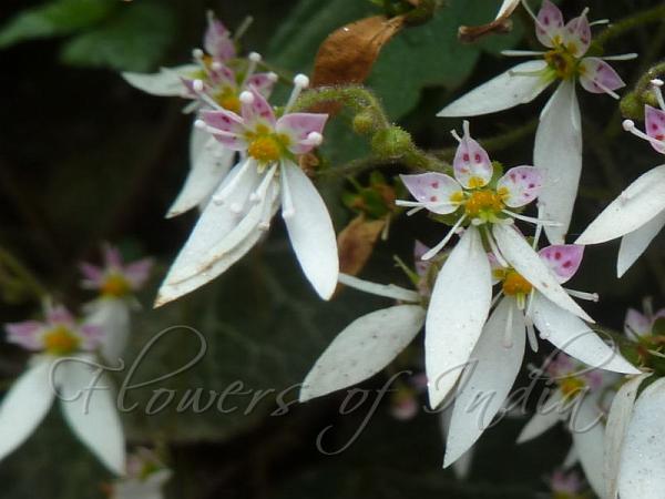 Saxifraga stolonifera - Strawberry Begonia